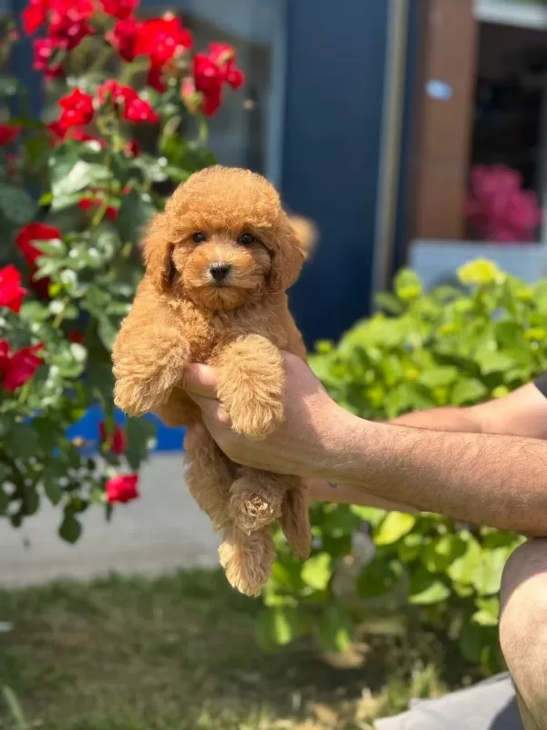 Sevimli Toy Poodle Yavrularımız