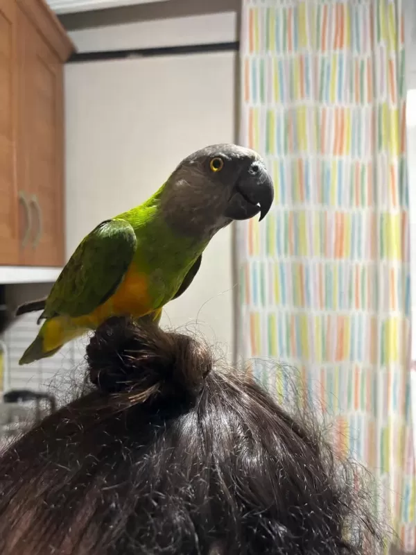 Acil Satılık Senegal Papağanı