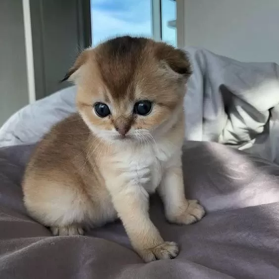 Scottish Fold Yavrularımız Evinizin Neşesi Olacaktır
