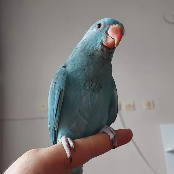 Mutasyon Pakistan Papağanı Bebek