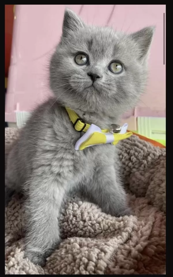 Dünya Tatlısı Ayı Kafa Yavru British Shorthair