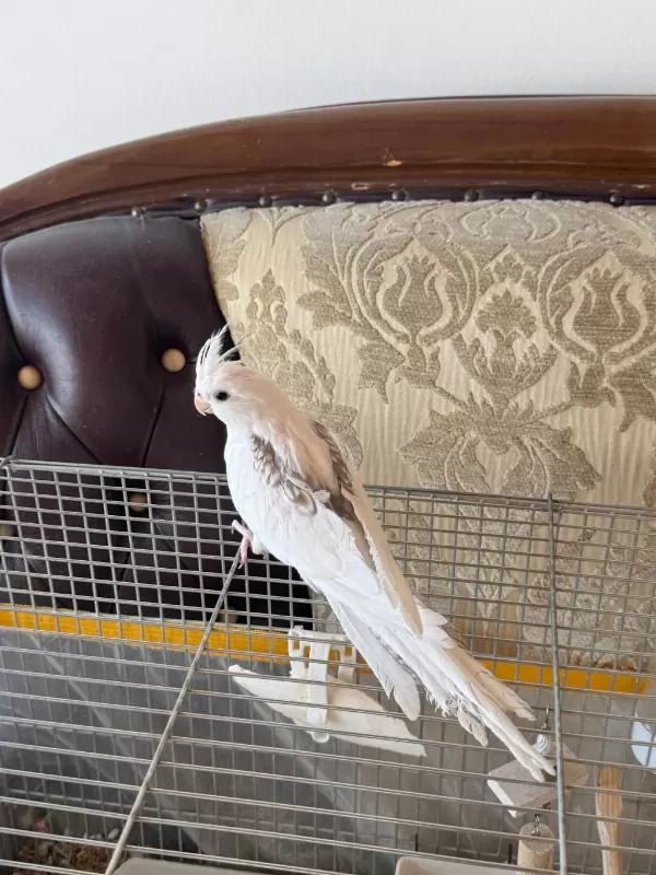 2,5 Aylık Zincir Desen Sultan Papağanı