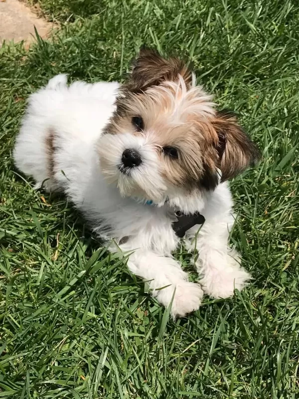 Morkie Adrese Teslim, Kapıda Ödeme Yapabilirsiniz