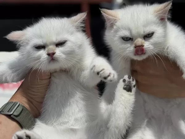 Ankarada Ziyarete Açık British Shorthair Ve Longhair