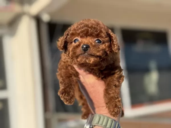 Çok Özel Tiny Kore Poodle Yavrularımız Ziyarete Açık