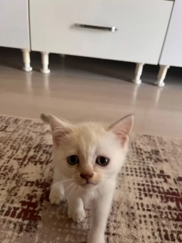 Son İki Yavru Kedimiz 4 Puan