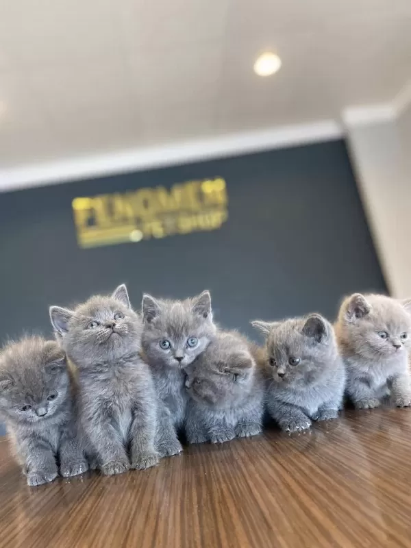 En Güzel British Long Hair Yavrular Shorthair Yavrulr