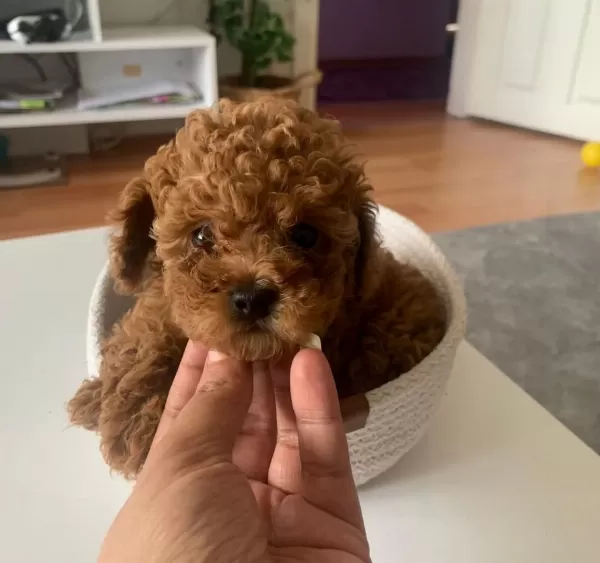 Sağlıklı Toy Poodle Puppy