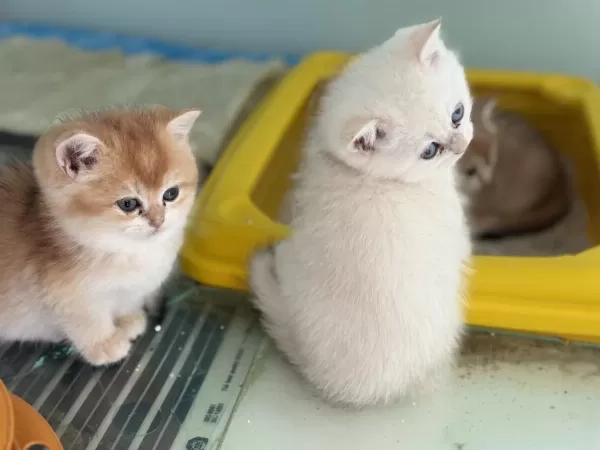 En Güzel British Shorthair Yavrularımız Ziyarete Açık