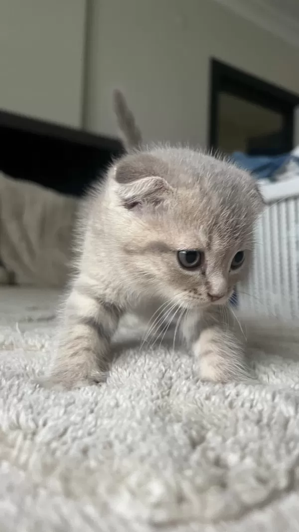Sağlıklı Yavru Scottish Fold