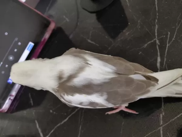 Sultan Papağanı 34 Günlük