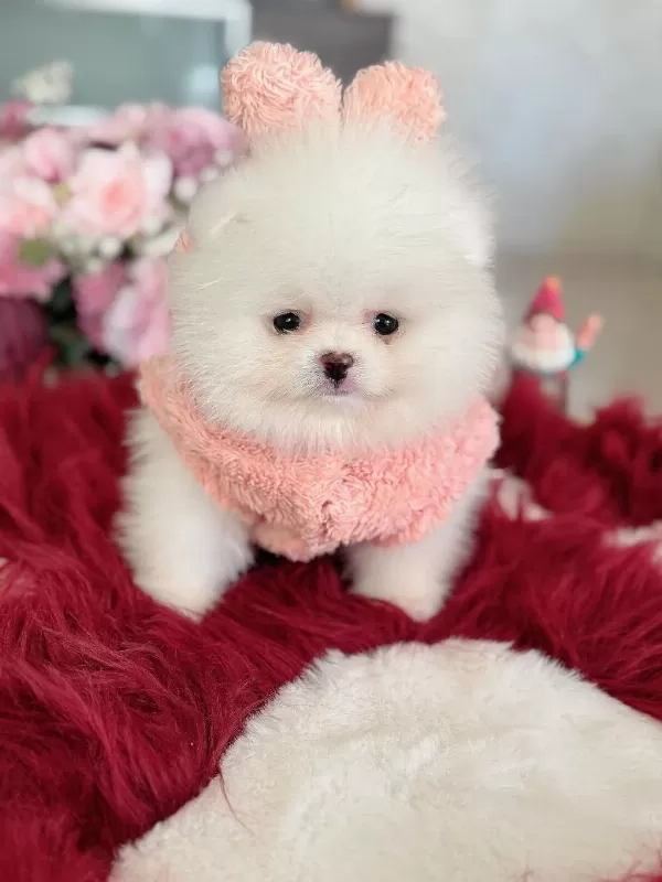 Teacup Ayıcık Pomeranian
