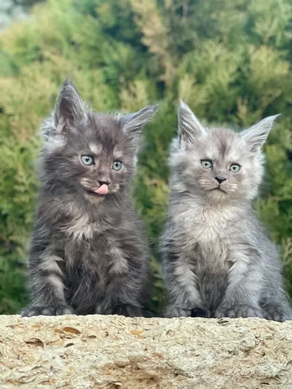 Lüks Ve Üst Kalite Maine Coon Yavruları