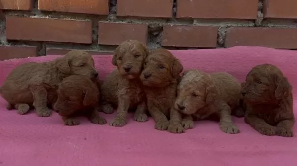 Muhteşem Güzellikte Toy Poodle Bebekler