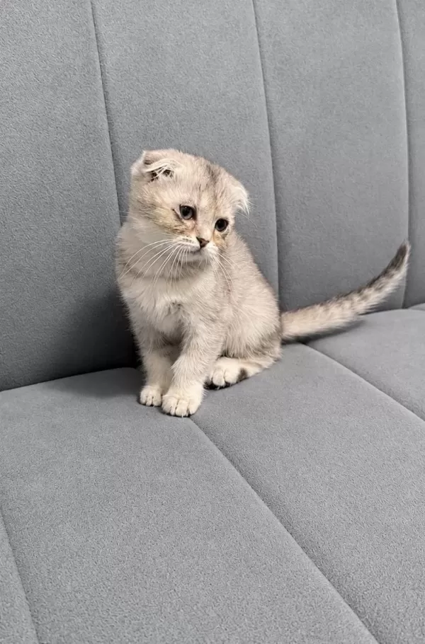 Harika Scottish Fold Bebek
