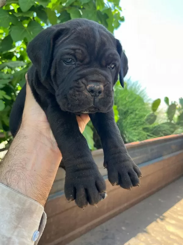 Dev Cane Corso Yavrularımız