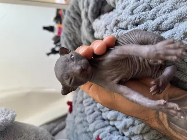 Sağlıklı 3 Baby Sphynx