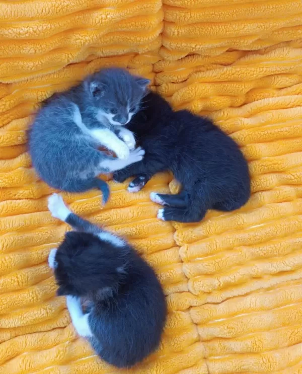 3 Haftalık 3 Yavru Kedimiz