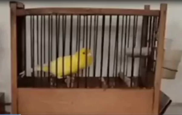 Orjinal Erkek Kanaryamız