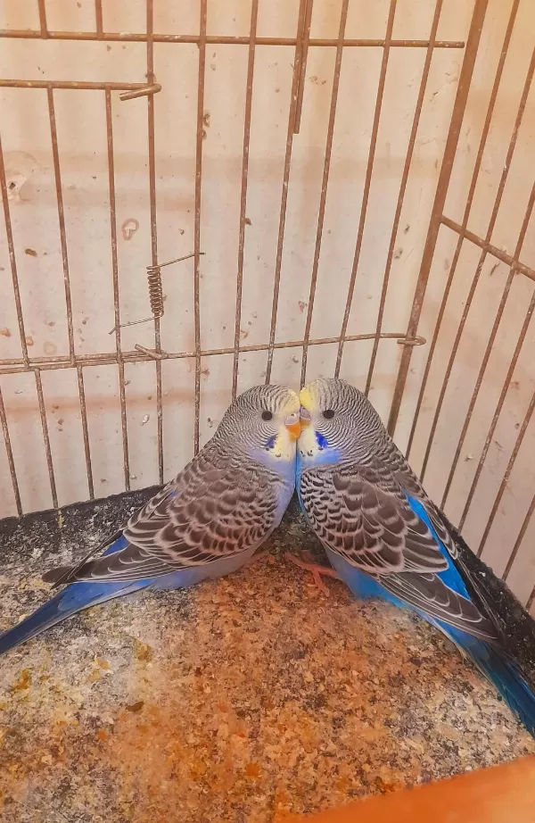 Muhabbet Kuşu Yavru 2 Adet Erkek Ev Üretimi
