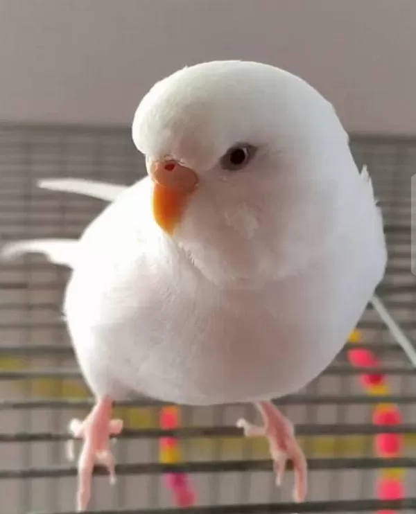 Yavru Albino Muhabbet Kuşum