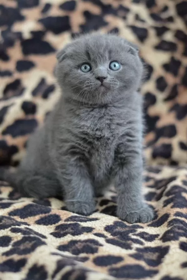 Scottish Fold Yavrularımız Evinizin Neşesi Olacaktır