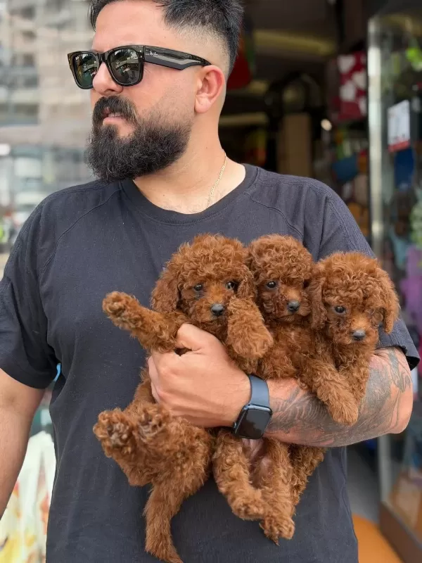 Ankaranın Tek Pet Danışmanlığı