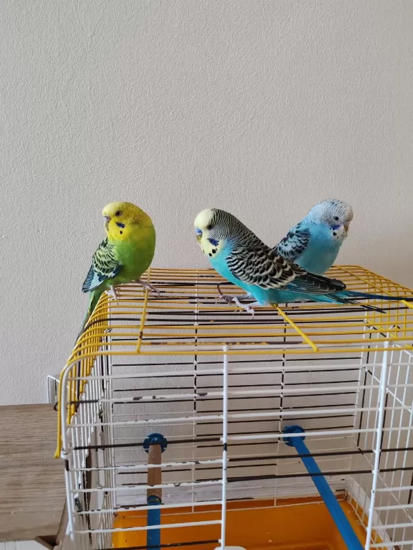 4 Adet Muhabbet Kuşu