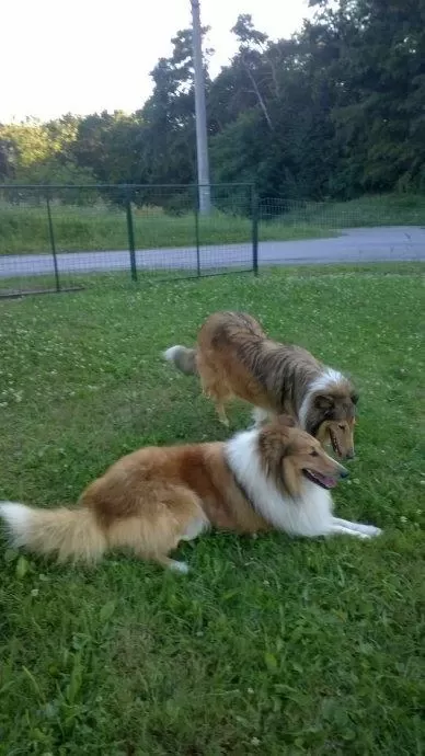 Rough Collie ( Lessie ) Yavrulari