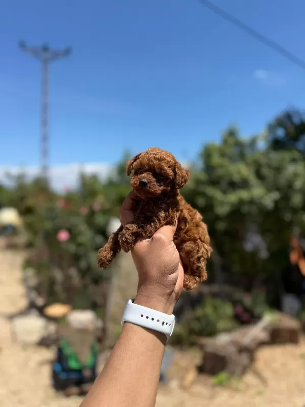 Kore Teacup Poodle Bebekler