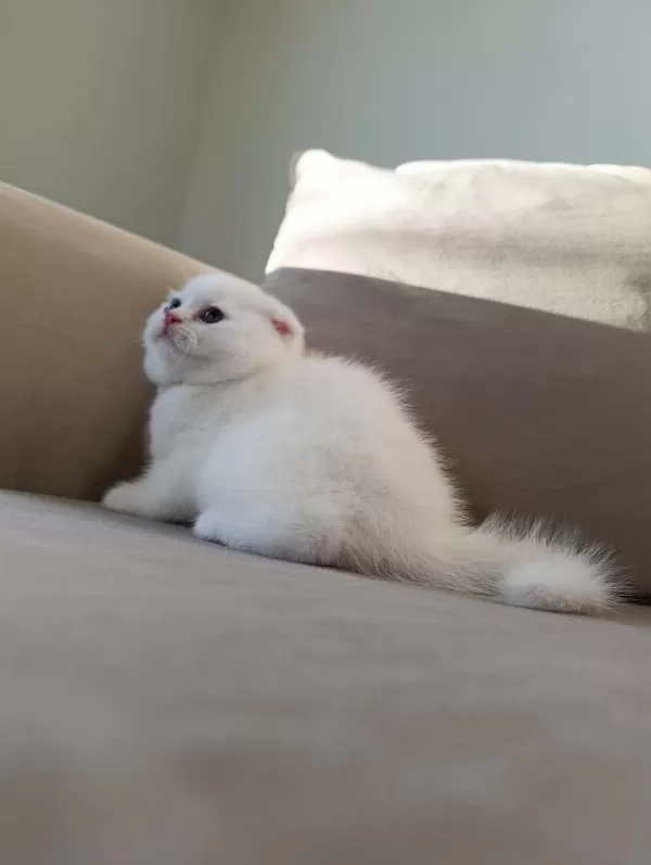 Karbeyaz Ns11 Scottish Fold Yavrusu