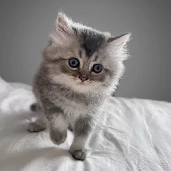 British Longhair Yavru Kedimizi Sahiplendirme