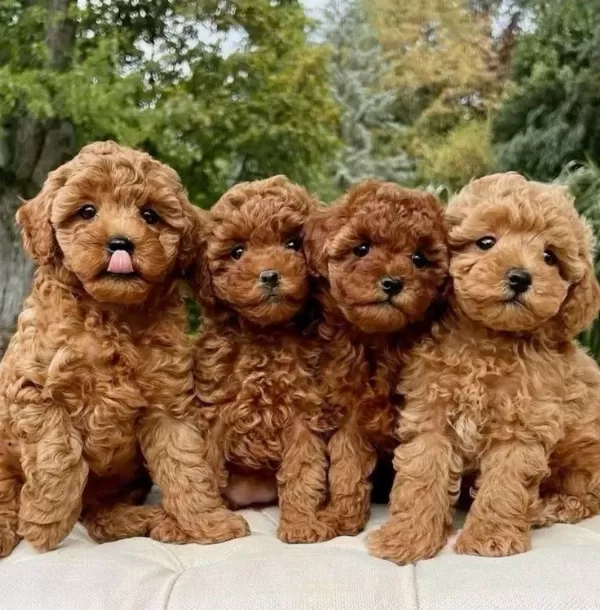 Türkiye Nin En Güzel Toy Poodle Yavruları Ankara