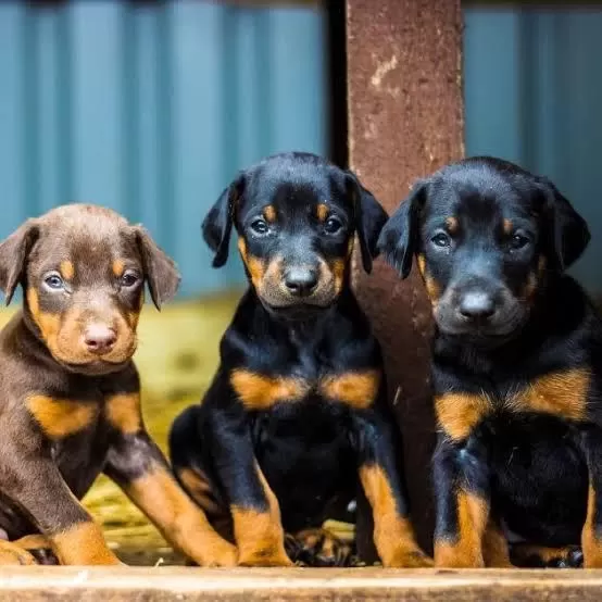 Param Güvende İle Tüm Türkiyeye Kapıda Ödemeli Doberman