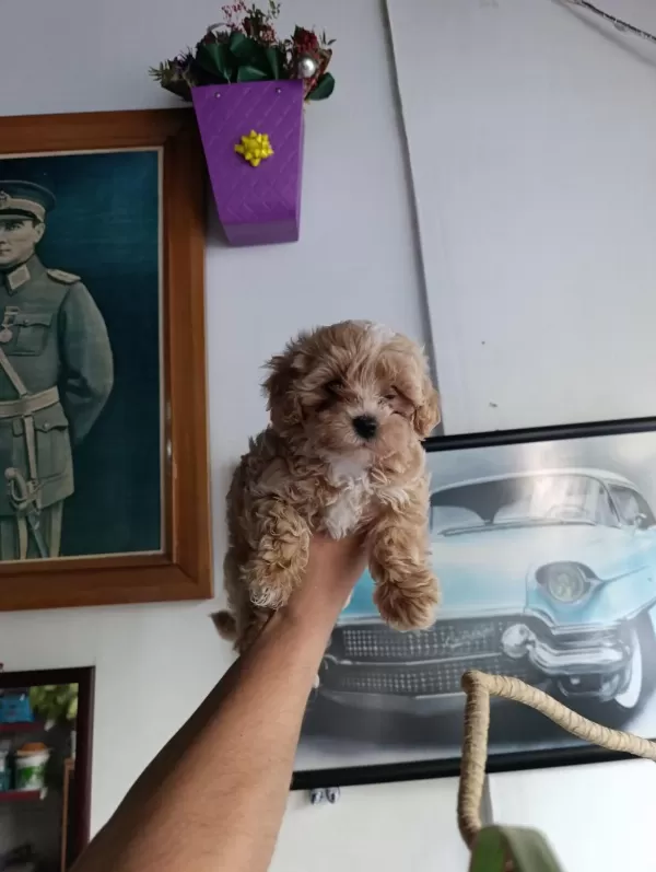 Sevimli Maltipoo Bebekler