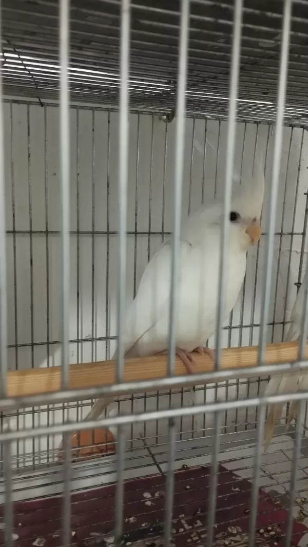 Albino Sultan Papağanı Yavru
