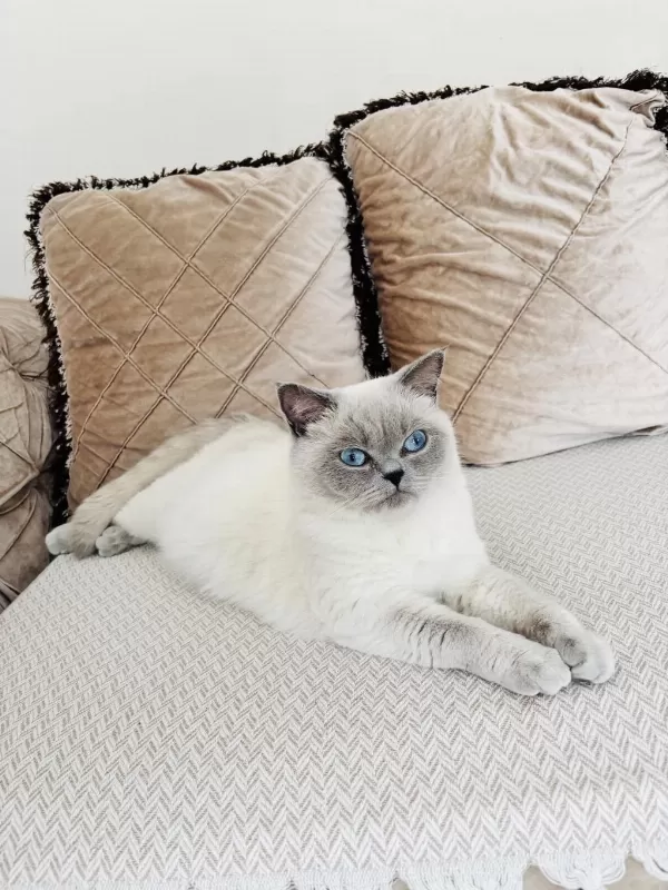 Prenses British Shorthair Kizlarimiz