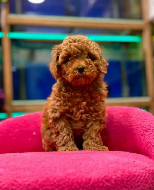 Red Brown Poodle Yavruları Aşılı