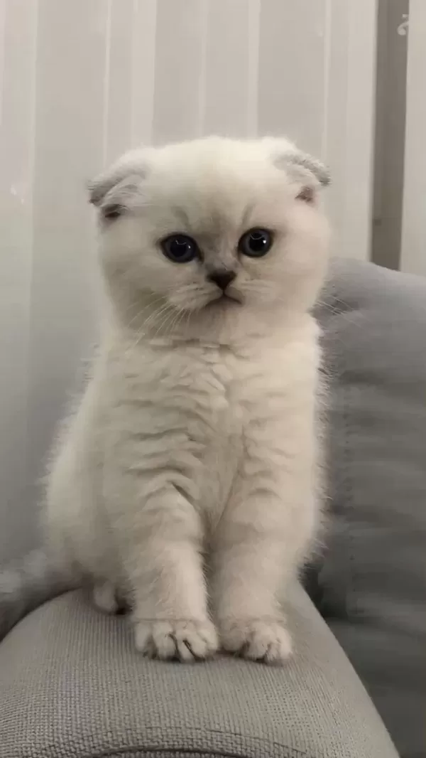 Mükemmel Kalitede British Shorthair Yavrularımız