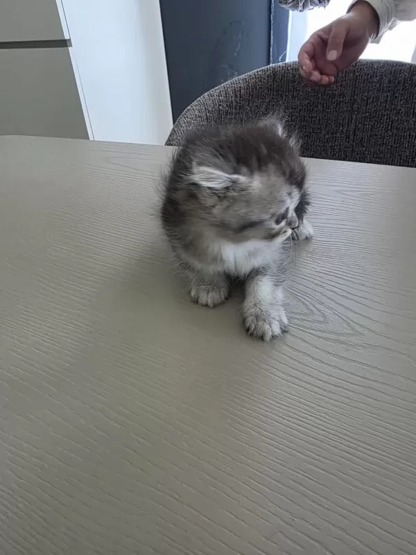 British Shorthair Yavrularımıza Sıcak Yuva Arıyoruz