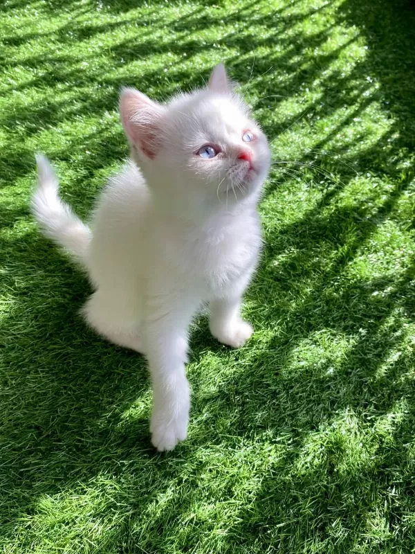Pamuk Gibi Yavru British Shorthair