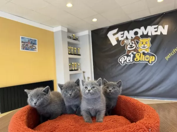 Exlusive British Shorthair Yavruları Mağazamizda Görün