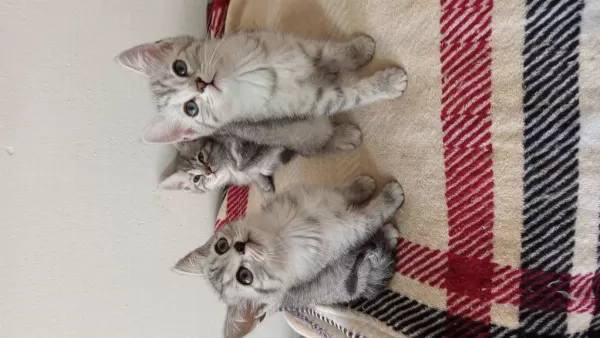 British Shorthair Yavrularımız Yeni Ailelerini Bekliyor