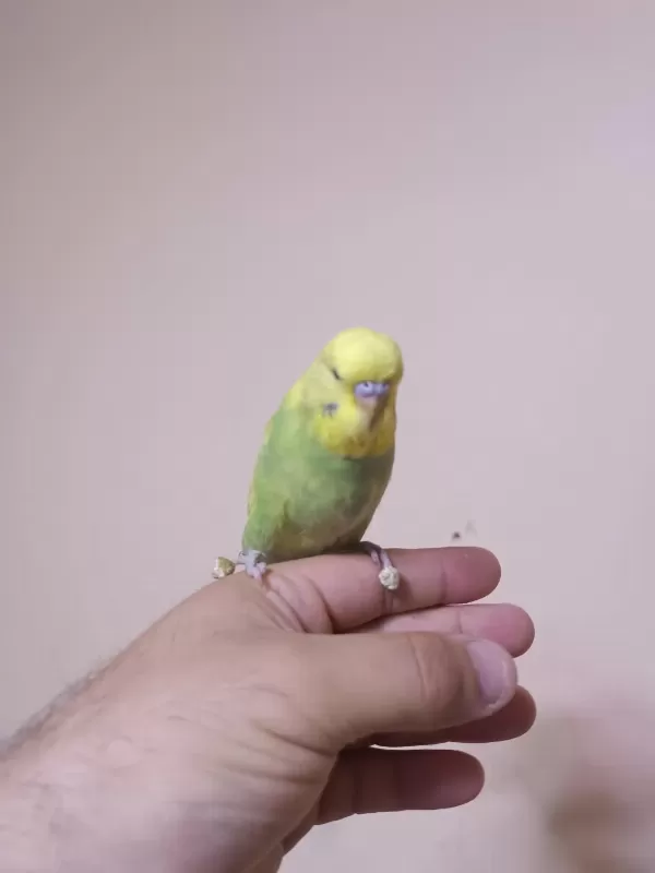 Jumbo Muhabbet Kuşu Yavrular