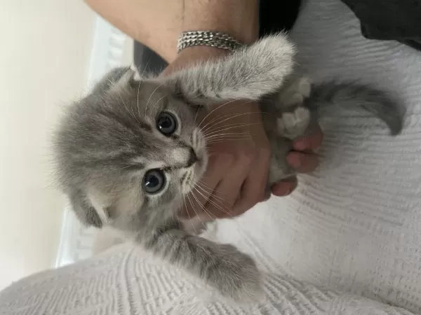 1 Aylık Scottish Fold Yavrumuz