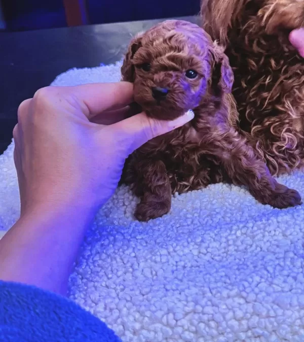 Anne Ve Baba Yanından Safkan Micro Tea Cup Poodle