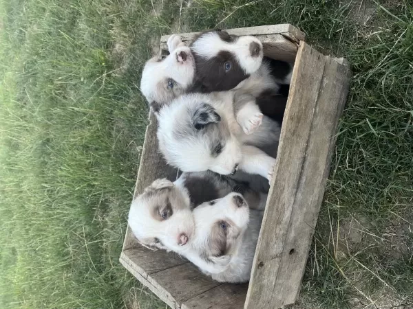 Süper Kalite Mavi Gözlü Merle French Bulldog Yavrular