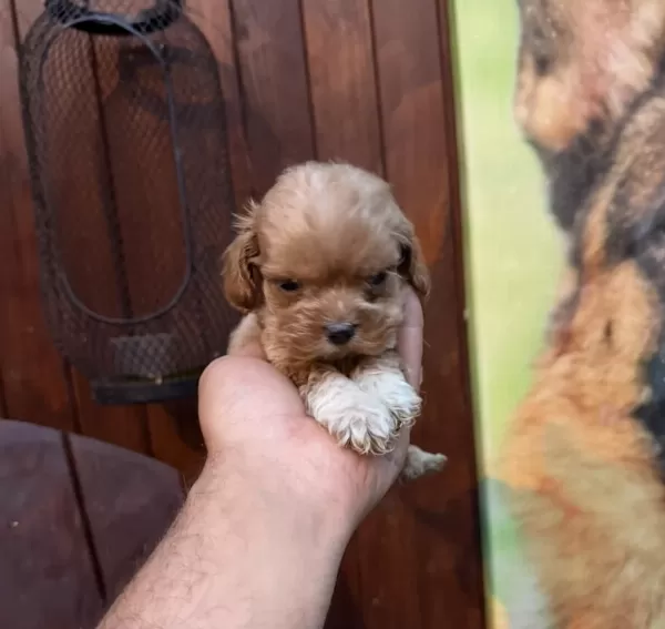 Teacup Kore Maltipoo Yavrular