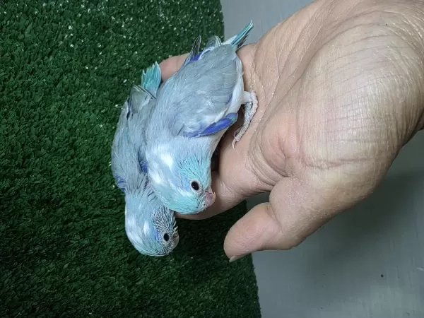 Sağlıklı Forpus Yavruları