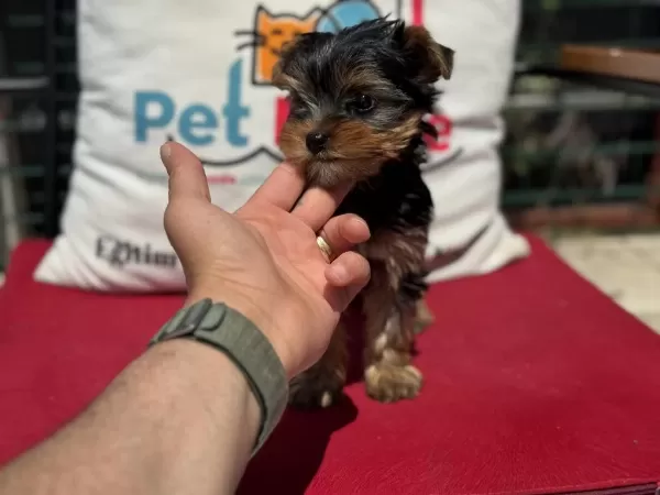 Ankaranın En Güzel Tea Cup Yorkshire Terrier Leri